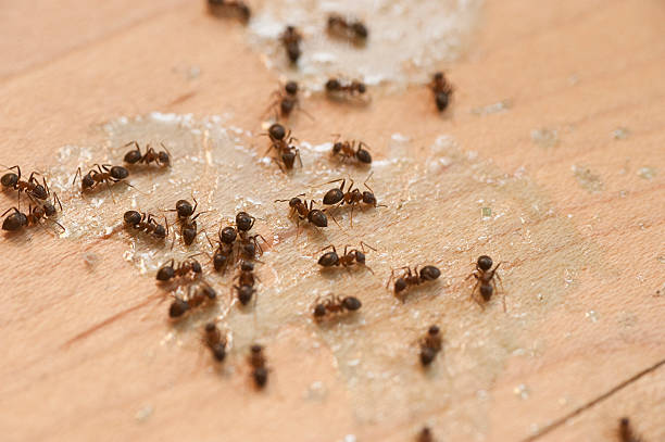 Best Termite Control Services  in Springmont, PA